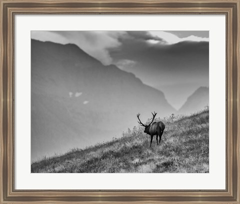 Framed Big Country Bull Print