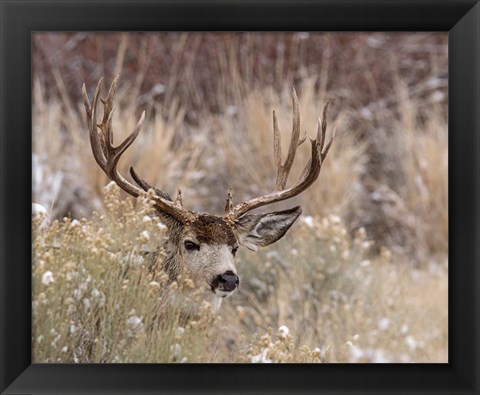 Framed Mule Deer Buck Print