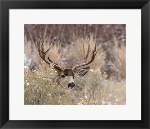 Framed Mule Deer Buck Print