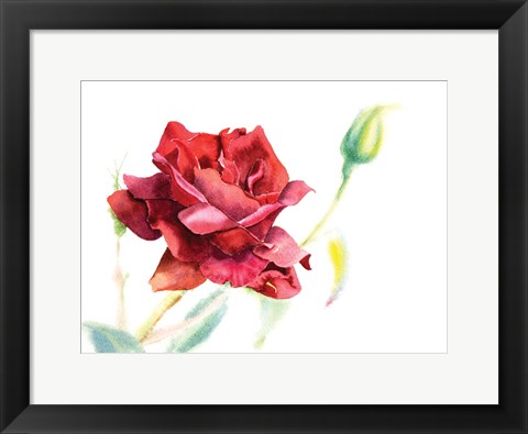 Framed Red Rose Print