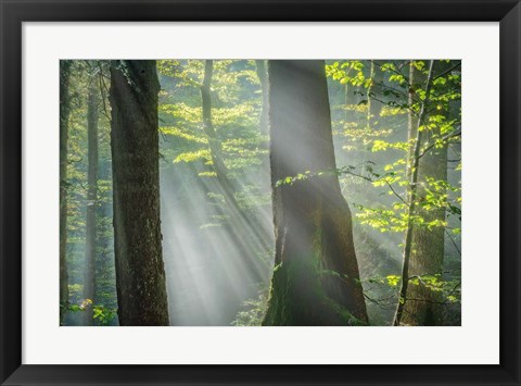 Framed Shower of Light Print