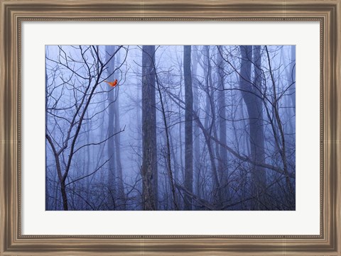 Framed Red Cardinal in a Blue Forest Print