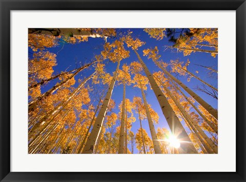 Framed Winter Aspens Print