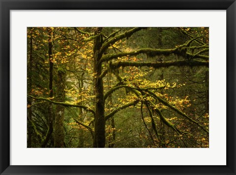 Framed Golden Drops Print