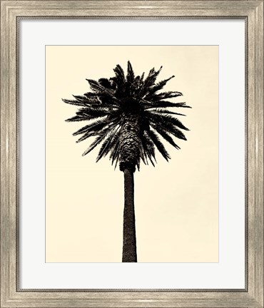 Framed Palm Tree 1979 Tan Print