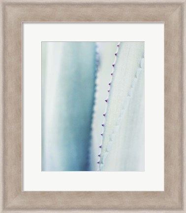 Framed Pale Blue Agave No. 2 Print