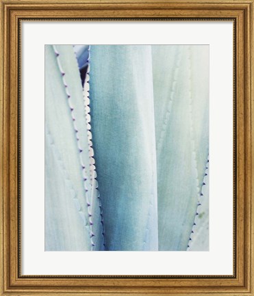 Framed Pale Blue Agave No. 3 Print