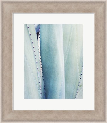 Framed Pale Blue Agave No. 3 Print