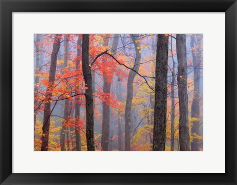 Framed Fire in the Fog Print