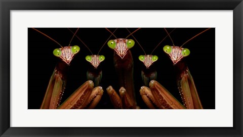 Framed Praying Mantis: Family Portrait Print