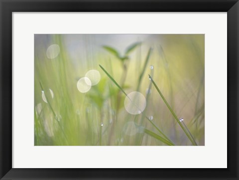 Framed Morning Light No. 1 Print