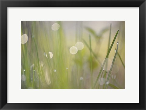 Framed Morning Light No. 2 Print