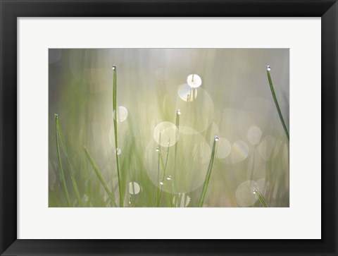 Framed Morning Light No. 3 Print