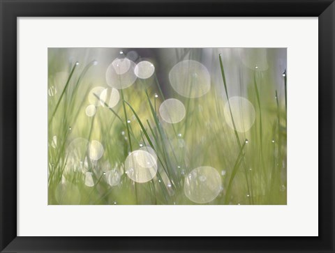 Framed Morning Light No. 4 Print