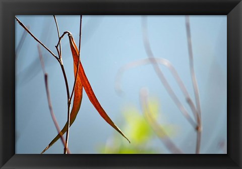 Framed Red and Green by the River Print