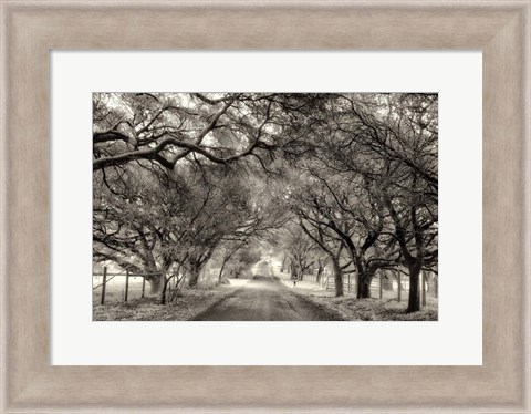 Framed Canopy Print