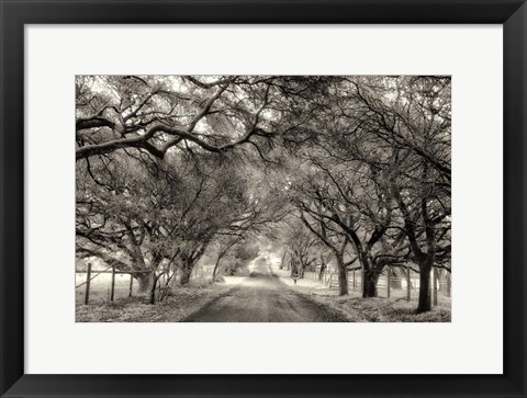 Framed Canopy Print