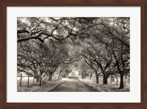 Framed Canopy Print