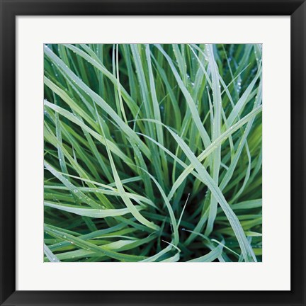 Framed Grass with Morning Dew Print