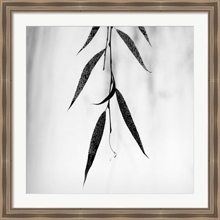 Framed Willow Print No. 2 Print