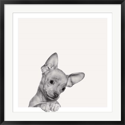 Framed Sweet Chihuahua Print