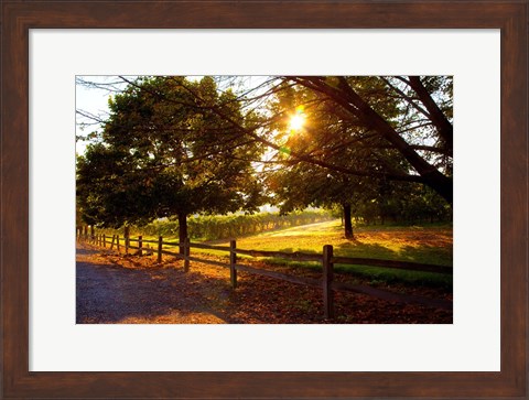 Framed Dreamland Vineyard Print