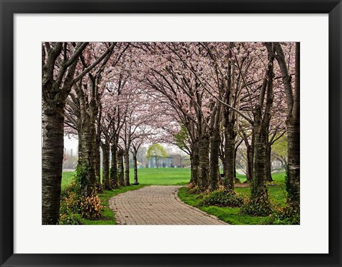 Framed Cherry Blossom Path Print