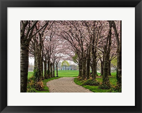 Framed Cherry Blossom Path Print