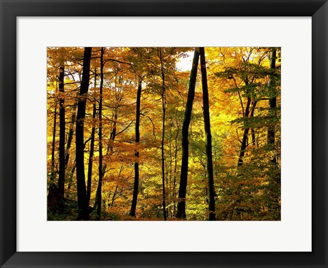 Framed Fall Colors Print