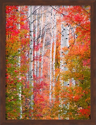 Framed Autumn Passage Print