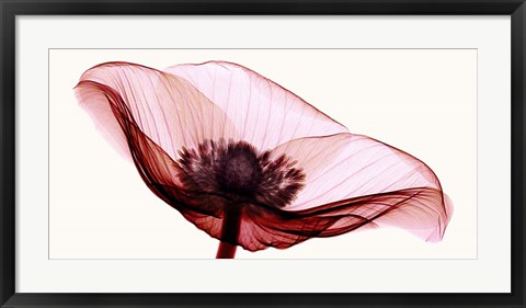 Framed Anemone I Print