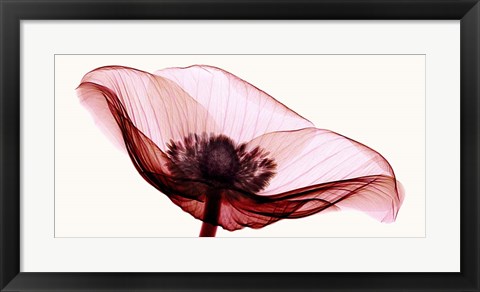 Framed Anemone I Print