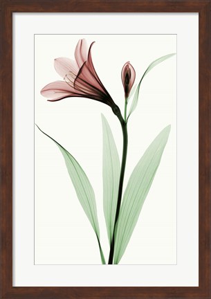 Framed Lily I Print