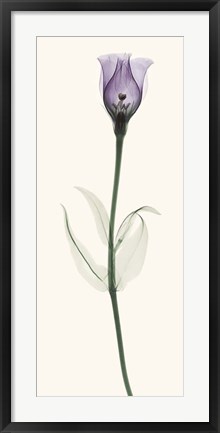 Framed Lisianthus Print