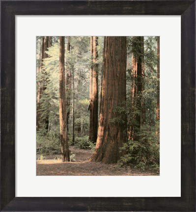 Framed Redwoods 2 Print