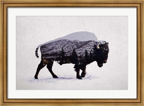 Framed American Bison Print