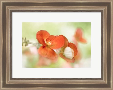 Framed Summer Glow Print