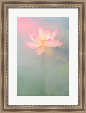 Framed Pink Passion Print