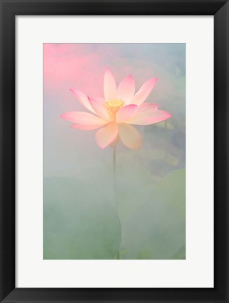 Framed Pink Passion Print