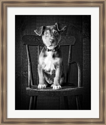 Framed Mutt Black &amp; White Print