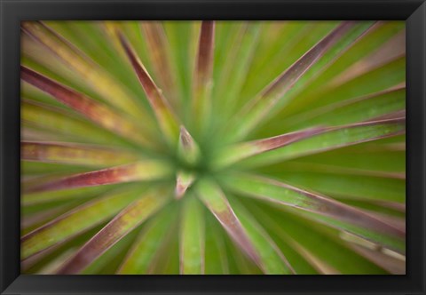 Framed Arizona Monocot Print