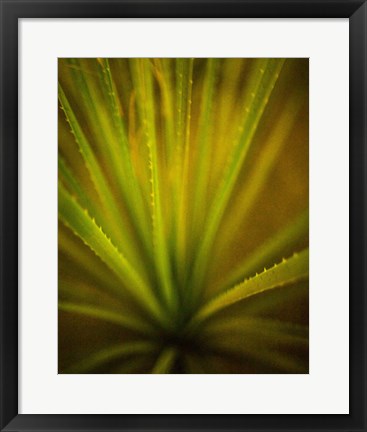 Framed California Monocot Print