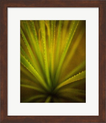 Framed California Monocot Print