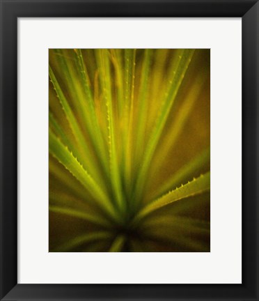 Framed California Monocot Print