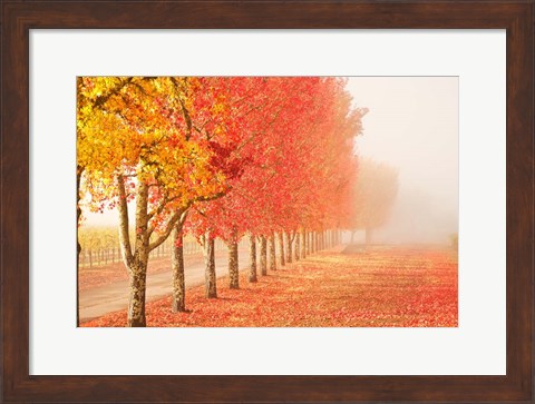 Framed Fall Trees in the Mist Print