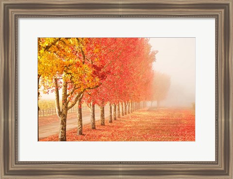 Framed Fall Trees in the Mist Print