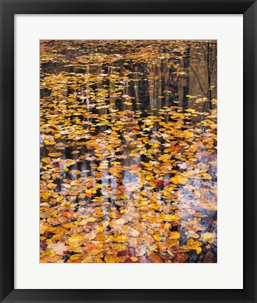 Framed Autumn Detail Print