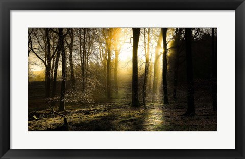 Framed Autumn Lights Print