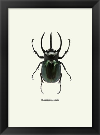 Framed Beetle Black Print