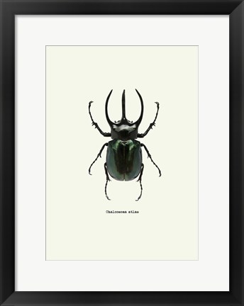 Framed Beetle Black Print